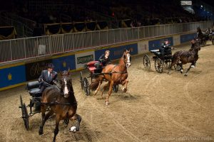 Speed racing horses