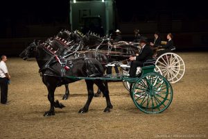 Horse carriage photos