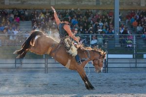Bronc riding - photographer David Reid