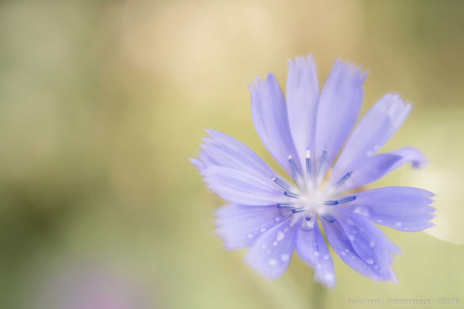 Lensbaby Velvet 56 f/1.6 review and sample photos with soft focus and blur