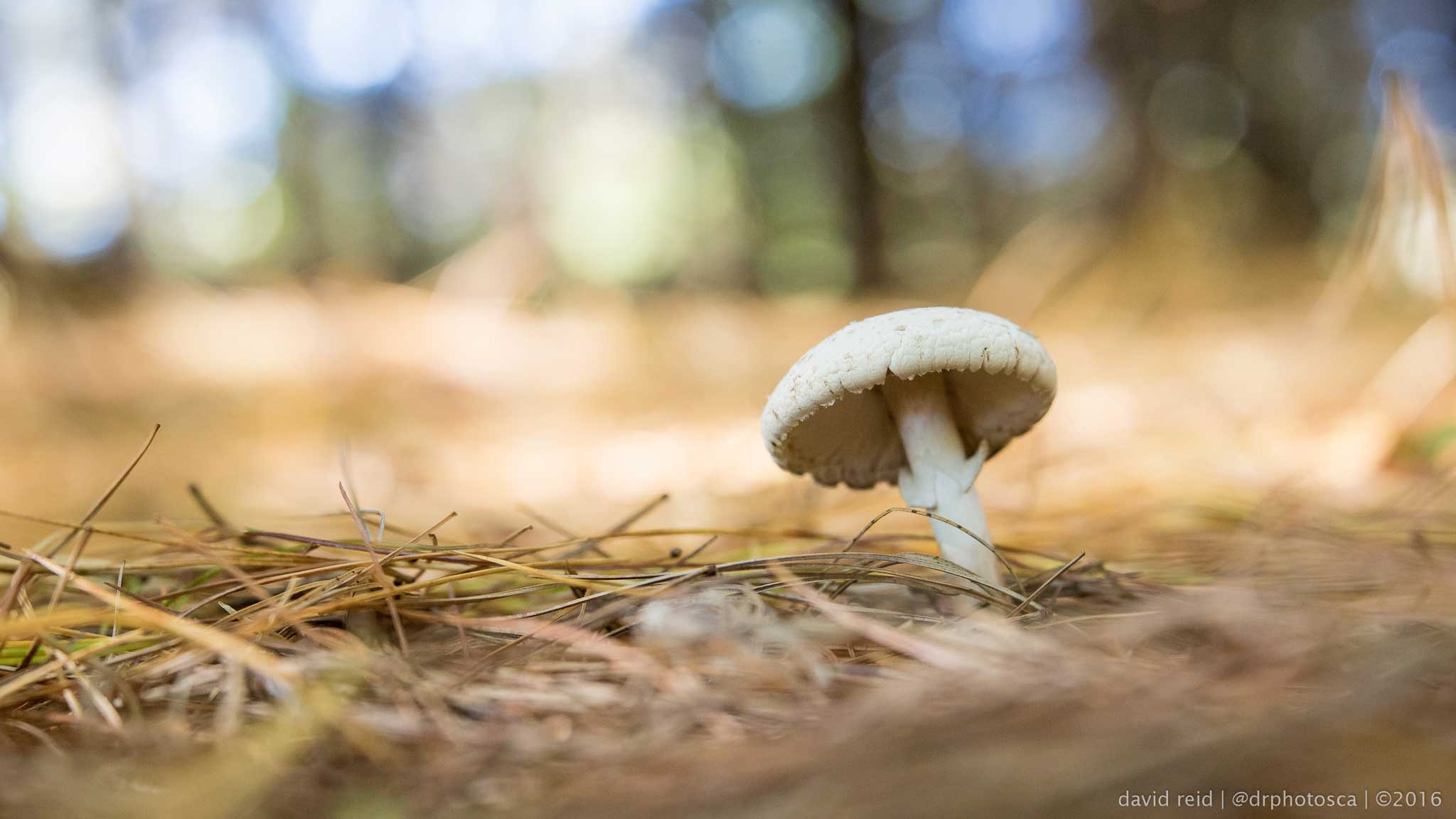 How a walk in the forest can improve your photography skills for any Canon camera.