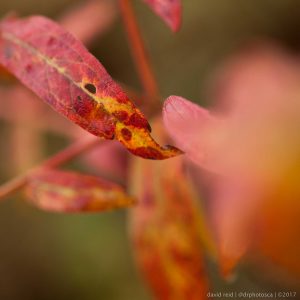 Learn how to take better fall photos