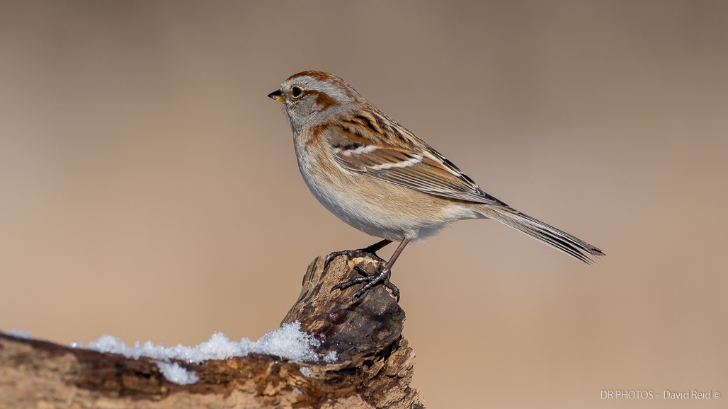 Is the OLYMPUS OM-D E-M1X camera for bird photography?