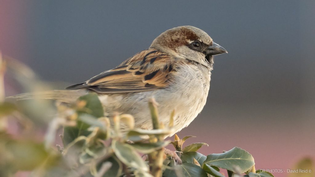 Is the OLYMPUS OMD EM1X camera for bird photography? DR Photos