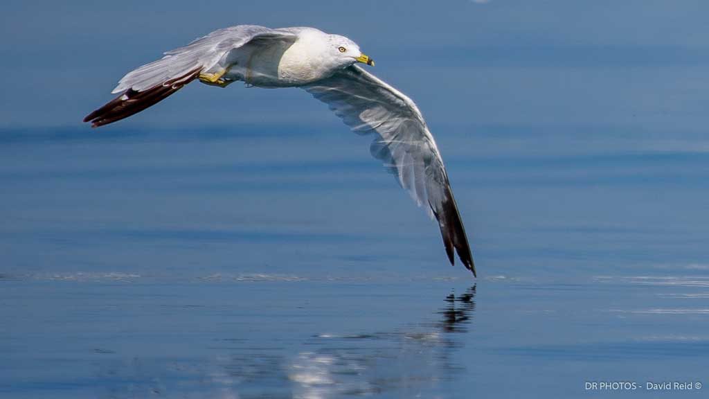 Bird Camera captures Seagull flying over water