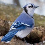 The Best Instagram Bird Photographers: Showcasing the Stunning Beauty and Diversity of Bird Species 