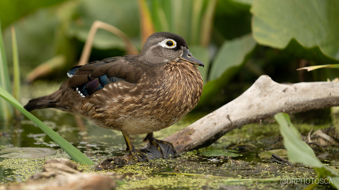 What’s the best bird photography lens in 2021 for Canon, SONY or Nikon