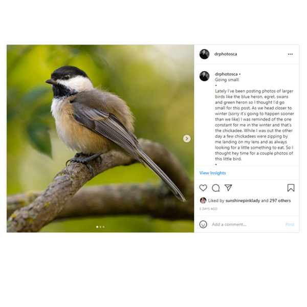 best hashtags bird photographers 2021