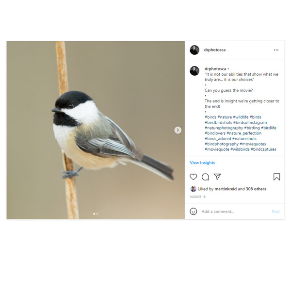 How to use hashtags on Instagram for bird and wildlife photographers.