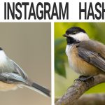 New Instagram bird photography hashtags in 2021