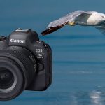 Canon EOS R6 Mark II: The Ultimate Camera for Wildlife and Bird Photography