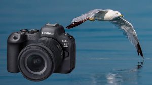 CANON R6 Mark II Wildlife and Bird photography