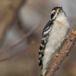A Beginner Bird Photographer’s Guide to Zoom Lenses vs. Prime Lenses