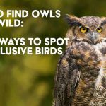 How to Find Owls in the Wild: Top 10 Ways to Spot These Elusive Birds