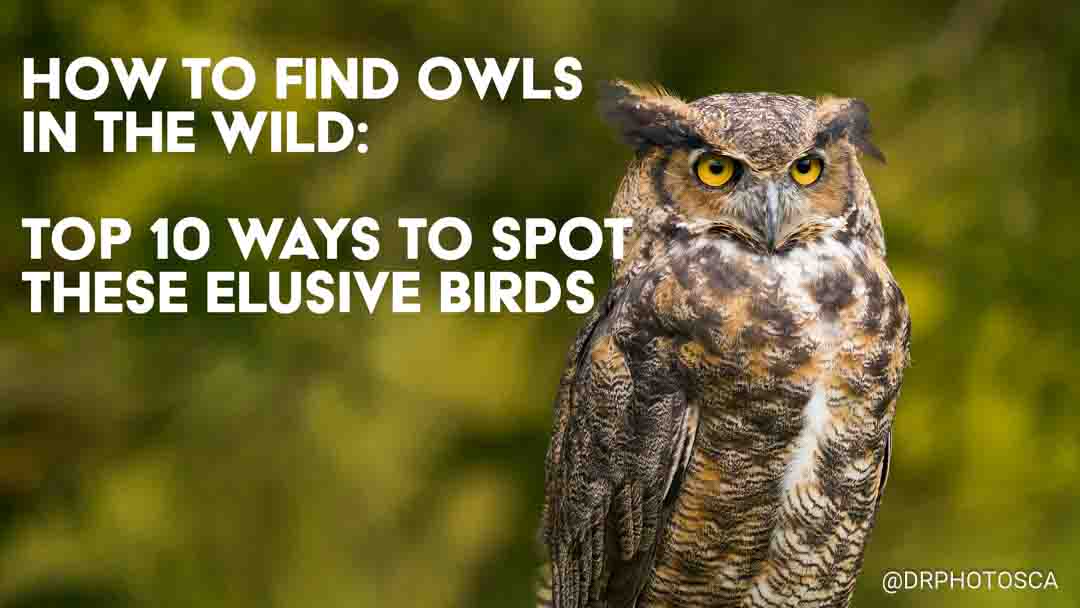 What are the best times to search for owls
