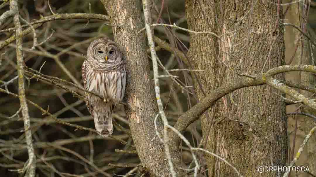 How to locate owls for photos