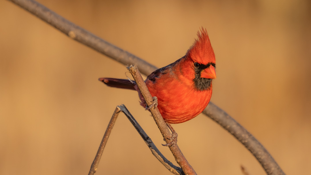 SONY A1 bird photography review