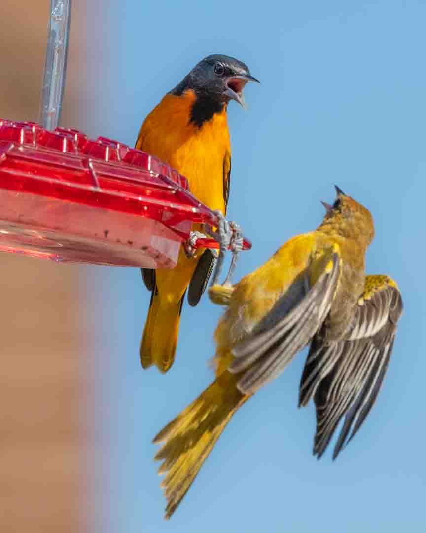 Spring bird photography tips for capturing birds in backyard
