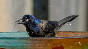 Bird taking a bath in the backyard