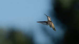 Humming bird in flight in the backyard