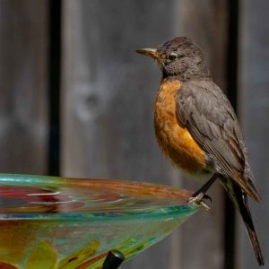How to capture small birds in your backyard
