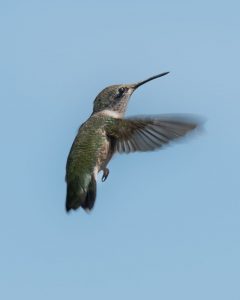 Solo bird in flight captured in the backyard