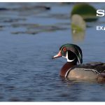 SONY 8K Video For Bird and Wildlife Photographers