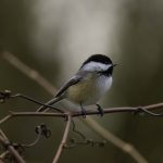 Mastering Shutter Speed and Settings for Fast Little Birds: A Sony, Canon, and Nikon Field Guide