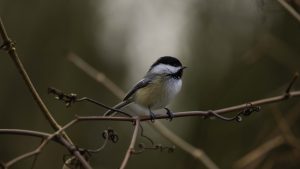 Learn how to take better bird photos with your SONY or Canon Camera