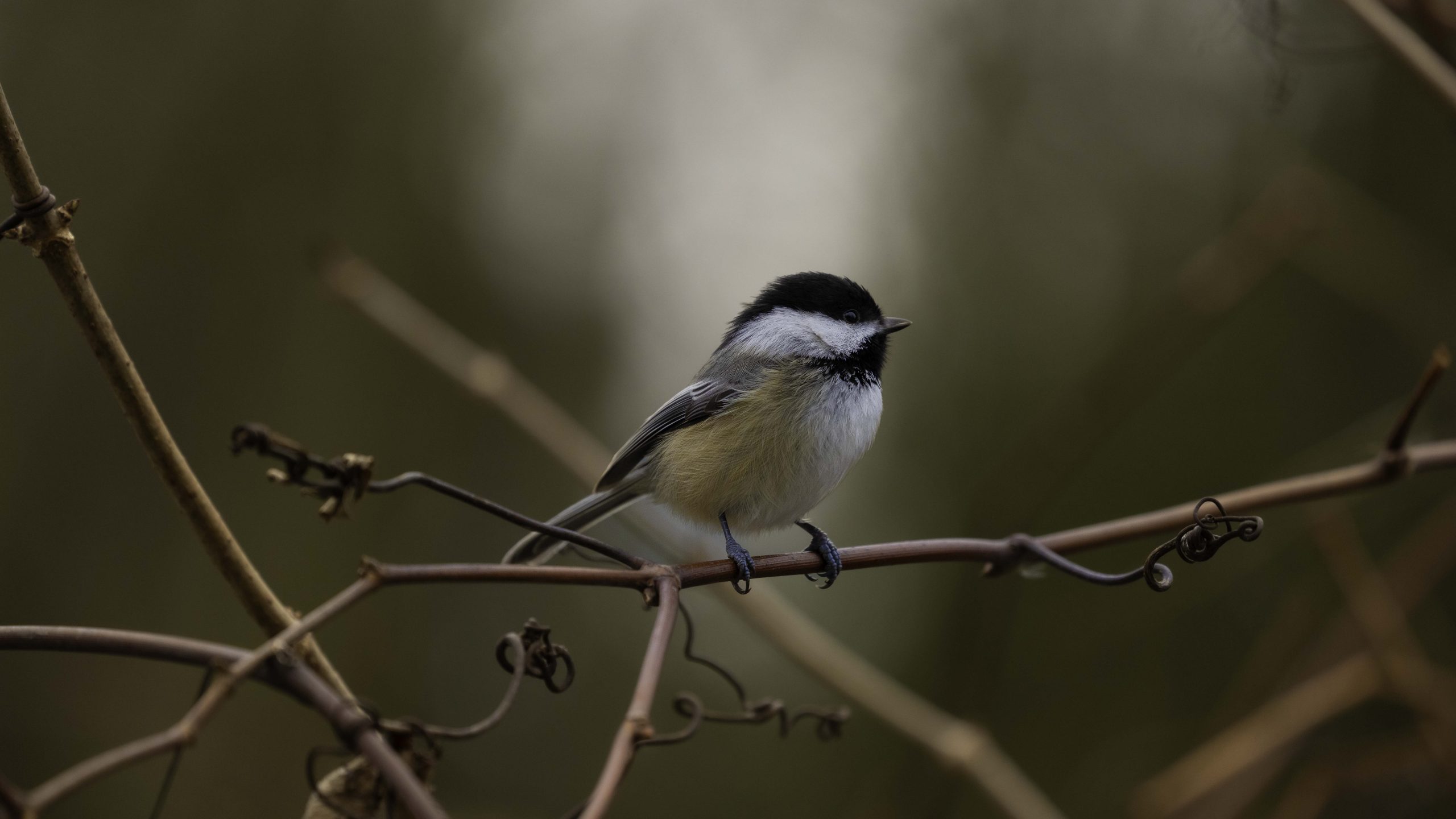Learn how to take better bird photos with your SONY or Canon Camera